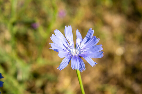 Flor de Cichorium intybus o achicoria com&uacute;n.
