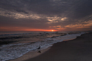 mewy na plaży o wschodzie słońca 