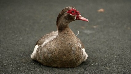 A Muscovy duck