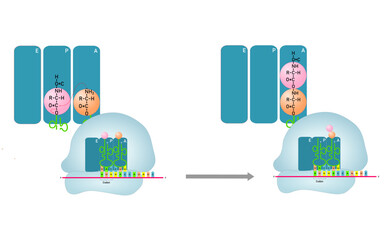 Forming peptide bond during protein synthesis. Vector illustration.