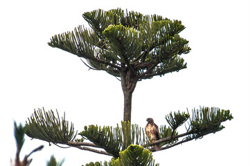 Hawk Sitting in Tree on Foggy Coastal Morning in California