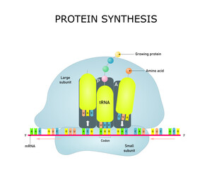 Protein synthesis, mRNA translation in a ribosome. Vector illustration for education