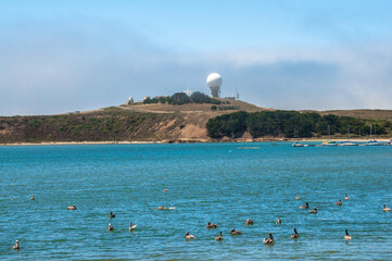 Ducks in Maverick Bay CA on Blue Summer Day