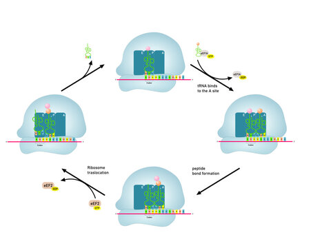 The elongation of translation in Eukaryotic organisms. First step of the protein synthesis. 