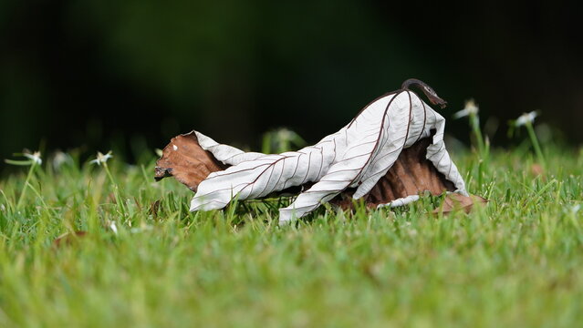 Yagrumo a typical leaf of the island of Puerto Rico. It is found mostly in the mountainous area.