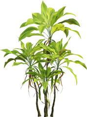 Side view of garden plant - Cordyline fruticosa