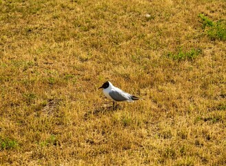 A seagull standing on drying yellowed grass
