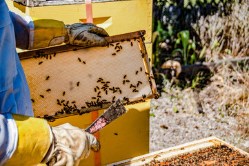 Close Up shot of Beekeeper Scraping Honey Bees in Beehive in California