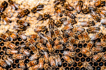 Macro Close Up shot of Honey Bees in Beehive in California