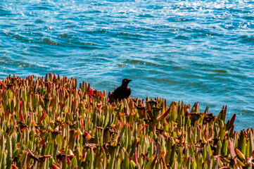 Black Coastal Bird Nested in Ice Plant Ivy in Santa Cruz, CA