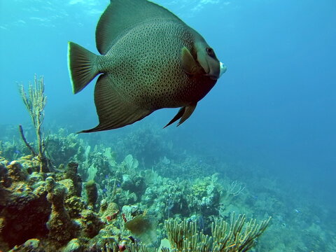 French angelfish (Pomacanthus paru) off the coast of Utila, Honduras