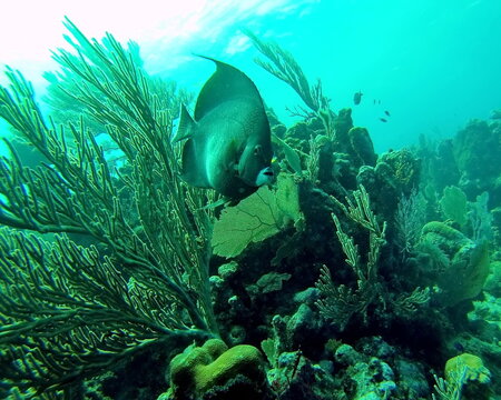 French angelfish (Pomacanthus paru) off the coast of Utila, Honduras