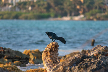 Black Bird