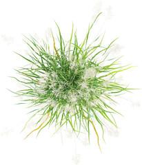 Top view of wild grass