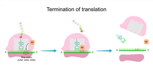 The termination of translation in the protein synthesis. Peptide release and ribosome dissociation.