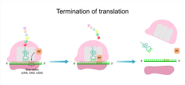 The termination of translation in the protein synthesis. Peptide release and ribosome dissociation.