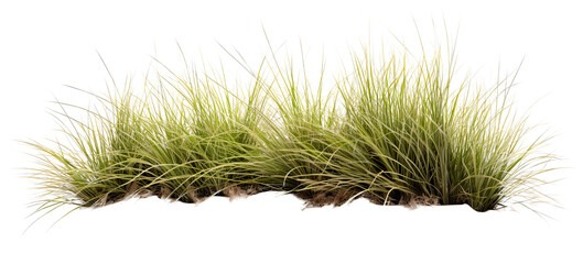 tussock of grass on transparent background, png