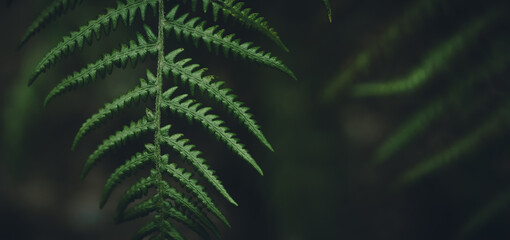 fern leaves © 祐瑋 林