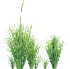 Top view of wild grass