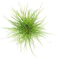 Top view of wild grass