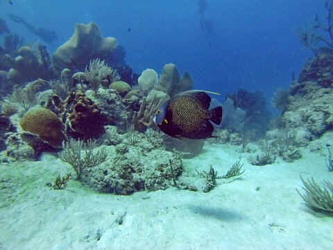 French angelfish (Pomacanthus paru) off the coast of Utila, Honduras