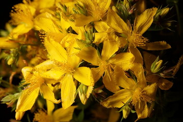 Medicinal plants - St. John's wort flowers; Hypericum perforatum	