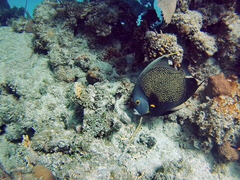French angelfish (Pomacanthus paru) off the coast of Utila, Honduras