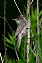 Marsh warbler // Sumpfrohrsänger (Acrocephalus palustris)