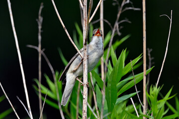 Sumpfrohrsänger // Marsh warbler (Acrocephalus palustris)