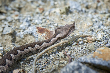Nose-Horned Viper male in natural habitat (Vipera ammodytes)