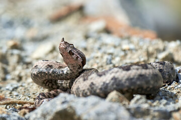 Nose-Horned Viper male in natural habitat (Vipera ammodytes)