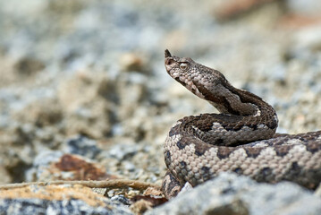Nose-Horned Viper male in natural habitat (Vipera ammodytes)