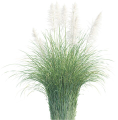 Top view of pampas grass