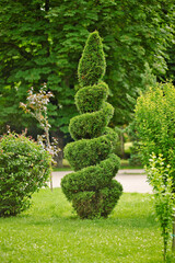 Spiral shape cutted thuja tree in the garden. The use of evergreen plants in landscape design. Thuja conifer trimmed in the form of a spiral