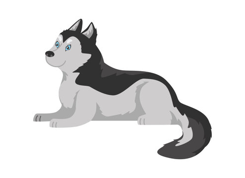 Vector isolated illustration of black and white dog with long wool lying, side view, domestic breed pet for arctic areas