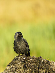 The western jackdaw, Corvus monedula, or simply the jackdaw, sitting on the Baltic seashore