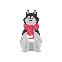 Cute Siberian husky dog wearing scarf, cartoon flat vector illustration isolated on white background.