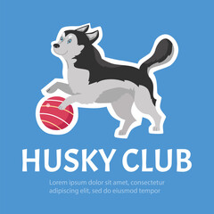 Cartoon vector poster with husky dog playing with a ball, illustration of Alaskan husky club domestic breed pet