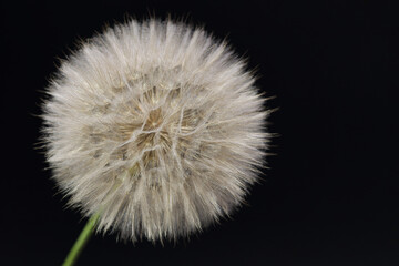 Dandelion flower. Taraxacum Erythrospermum. Abstract nature background of Dandelion in spring summer. Silhouette head of Dandelion flower on a dark background. Seed macro close up. Macro Nature.