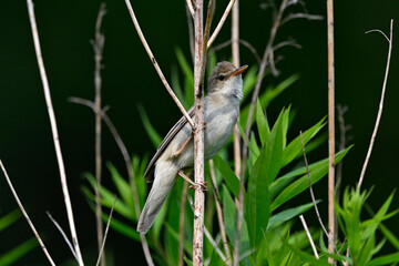 Marsh warbler // Sumpfrohrsänger (Acrocephalus palustris)