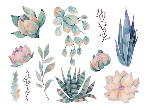 Set Of Watercolor Desert Plants, Agave, Succulents Illustration, Desert Floral Clipart