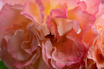 splendid huge royal double pink-yellow color roses blossom in garden. extreme macro shot.