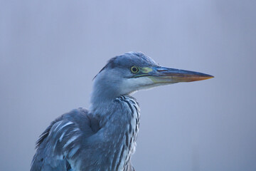 Gray heron. (Ardea cinerea). Gray heron perched on a branch, blue heron from lakes and rivers, wildlife in its natural habitat.