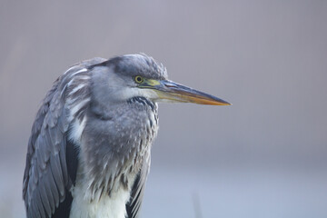 Gray heron. (Ardea cinerea). Gray heron perched on a branch, blue heron from lakes and rivers, wildlife in its natural habitat.