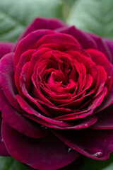 beautiful red-purple (burgundy) rose flower .  macro shot.