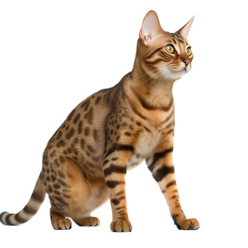 bengal cat isolated on transparent background