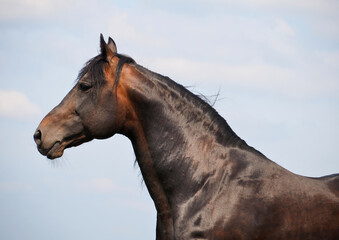 Noble profile of a dark bay trotter stallion against the sky