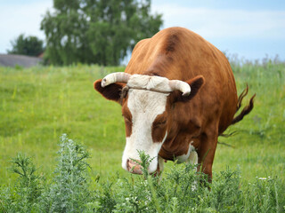Fat dairy cow grazing on a green meadow
