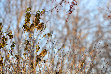 House Sparrows Feeding Near Crabapple Trees in December In Wisconsin