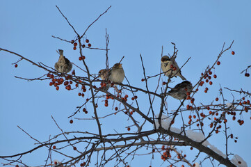 House Sparrows Feeding In Crabapple Trees in December In Wisconsin
